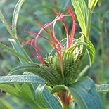 Acalypha caperonioides